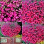 Λομπέλια ''Red Cascade''