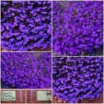 Λομπέλια ''Crystal Palace''