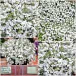 Λομπέλια ''White Cascade''