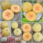 Πεπόνι Πορτοκαλί Κανταλούπε