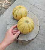 Πεπόνι Πορτοκαλί Κανταλούπε - Image 2