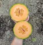 Πεπόνι Πορτοκαλί Κανταλούπε - Image 4