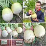 Ρεπάνι Άσπρο Γίγας ''Acord''