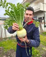 Ρεπάνι Άσπρο Γίγας ''Acord'' - Image 2