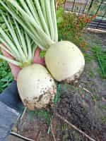 Ρεπάνι Άσπρο Γίγας ''Acord'' - Image 3