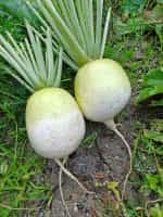 Ρεπάνι Άσπρο Γίγας ''Acord'' - Image 4