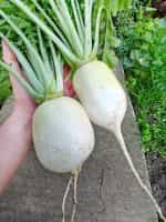 Ρεπάνι Άσπρο Γίγας ''Acord'' - Image 5