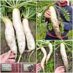 Ρεπάνι Άσπρο Γίγας ''Japana'' F1