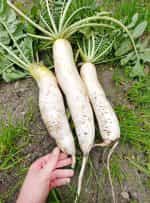 Ρεπάνι Άσπρο Γίγας ''Japana'' F1 - Image 2