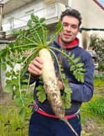 Ρεπάνι Άσπρο Γίγας ''Japana'' F1 - Image 3