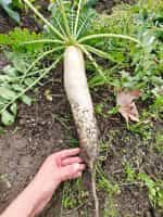 Ρεπάνι Άσπρο Γίγας ''Japana'' F1 - Image 4