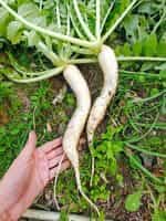 Ρεπάνι Άσπρο Γίγας ''Japana'' F1 - Image 5