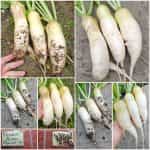 Ρεπάνι Άσπρο ''Agata''