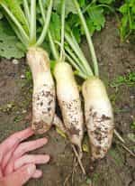 Ρεπάνι Άσπρο ''Agata'' - Image 2