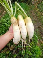 Ρεπάνι Άσπρο ''Agata'' - Image 3