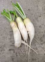 Ρεπάνι Άσπρο ''Agata'' - Image 5