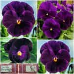 Πανσές ''Bergwacht''