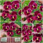 Πανσές ''Wine Red''