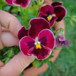 Πανσές ''Wine Red'' - Image 2