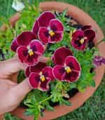 Πανσές ''Wine Red'' - Image 3