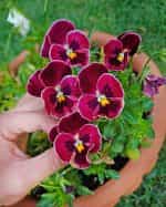 Πανσές ''Wine Red'' - Image 4