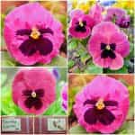 Πανσές ''Laura''