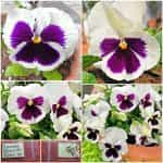 Πανσές ''Spanish Eyes''