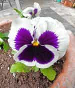 Πανσές ''Spanish Eyes'' - Image 2