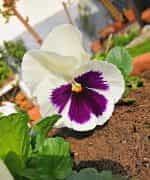 Πανσές ''Spanish Eyes'' - Image 3