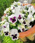 Πανσές ''Spanish Eyes'' - Image 4