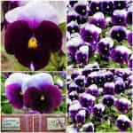 Πανσές ''Lord Beaconsfield''