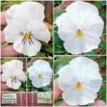 Πανσές ''Firnenschnee'' Λευκός