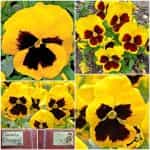 Πανσές ''Rhinegold''