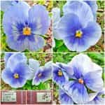 Πανσές ''Light Blue''