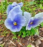 Πανσές ''Light Blue'' - Image 2