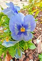 Πανσές ''Light Blue'' - Image 3