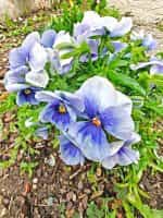 Πανσές ''Light Blue'' - Image 4