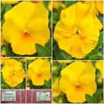 Πανσές ''Coronation Gold''