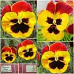 Πανσές ''Red Wing'' Γίγας