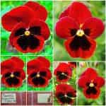 Πανσές Κόκκινος Γίγας