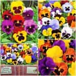 Πανσές ''Swiss Giant'' Μιξ