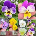 Πανσεδάκι ''Cornuta'' Μίνι Μιξ