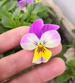 Πανσεδάκι ''Cornuta'' Μίνι Μιξ - Image 2