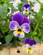 Πανσεδάκι ''Cornuta'' Μίνι Μιξ - Image 3