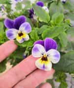 Πανσεδάκι ''Cornuta'' Μίνι Μιξ - Image 4