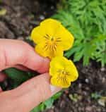 Πανσεδάκι ''Cornuta'' Μίνι Μιξ - Image 5