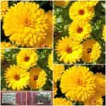 Καλέντουλα Κίτρινη ''Yellow Gitana''