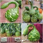 Νεροκολοκύθα ''Cobra''