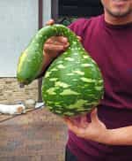 Νεροκολοκύθα ''Cobra'' - Image 2