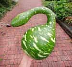 Νεροκολοκύθα ''Cobra'' - Image 3